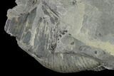 Pennsylvanian Horsetail (Calamites) Fossil - Kentucky #142392-3